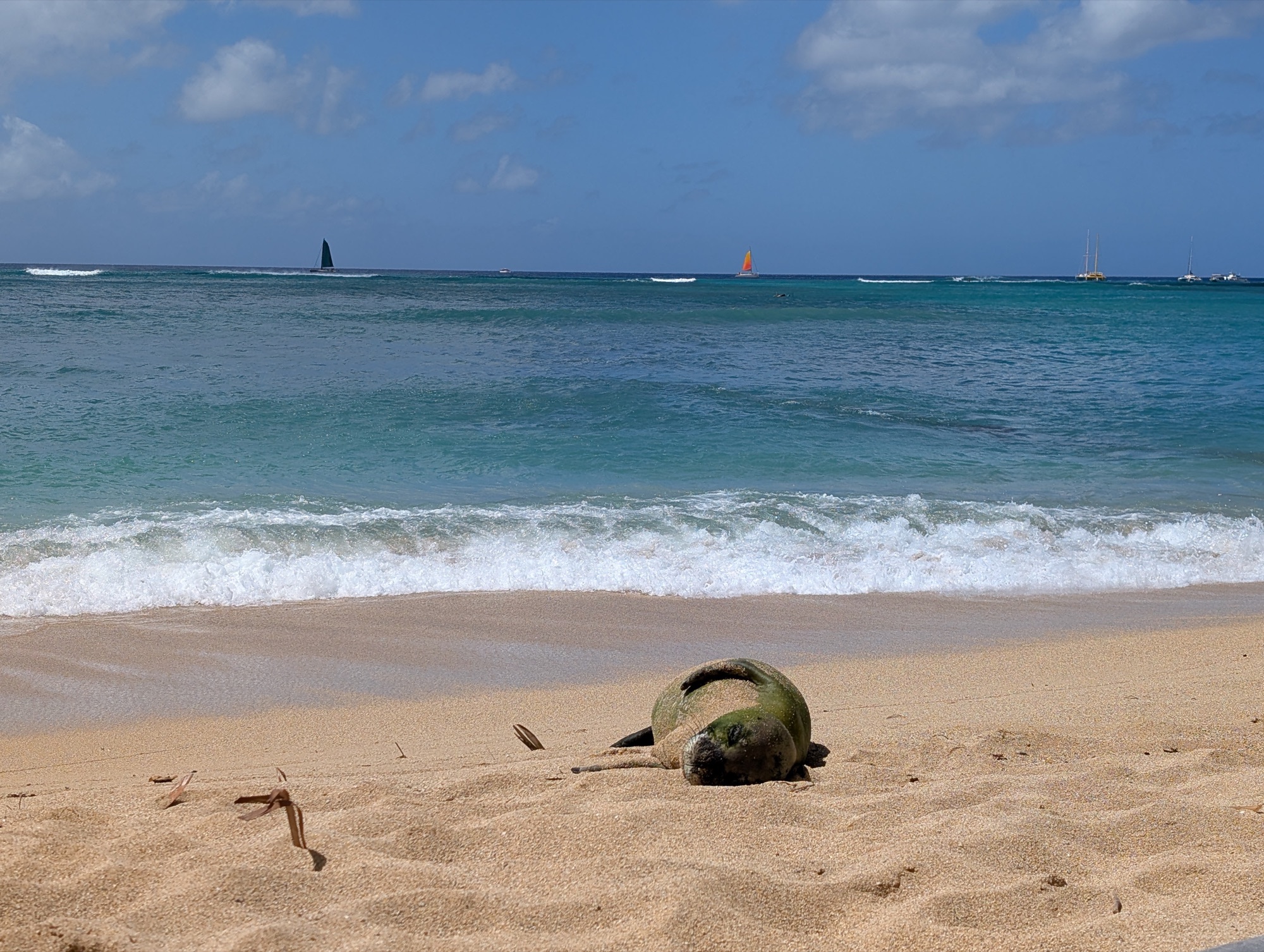 A Hawaiian monk seal asleep on the sand at the water's
edge
